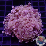 Euphyllia baliensis “Brooklyn” WYSIWYG “AD Special”