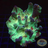 Pectinia spp. „Camo“ WYSIWYG „AD Special“