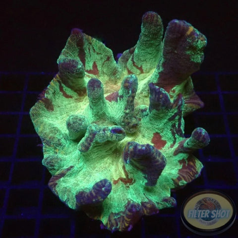Pectinia spp. „Camo“ WYSIWYG „AD Special“