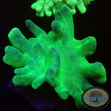 Lobophytum spp. „Toxic Leather“