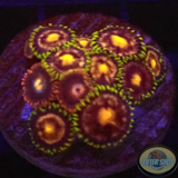 Krustenanemonen „Mixi Daisy“ WYSIWYG