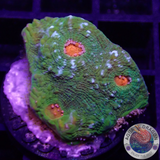 Echinophyllia spp. „Eye of Ra“