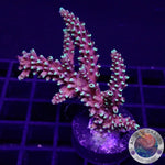 Acropora natalensis 🐉 “Dragon Breath” WYSIWYG “AD Special”