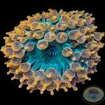 Entacmaea quadricolor „Sunburst“ WYSIWYG