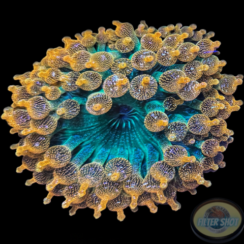 Entacmaea quadricolor „Sunburst“ WYSIWYG