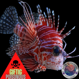 Dendrochirus brachypterus „Kurzflossen-Zwergfeuerfisch“