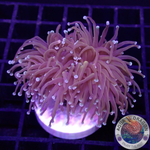 Euphyllia glabrescens „Hellfire“