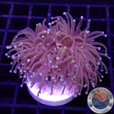 Euphyllia glabrescens „Hellfire“