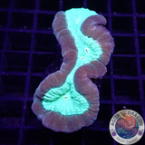 Caulastraea spp. „Toxic Mirror“ WYSIWYG