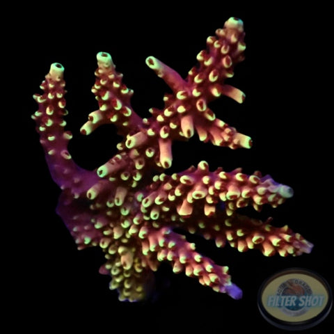 Acropora natalensis 🐉 “Dragon Breath” WYSIWYG “AD Special”