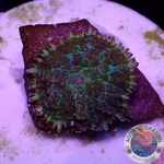 Rhodactis spp. „Monet“ WYSIWYG „AD Special“