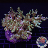 Capnella spp. „Toxic Tree“