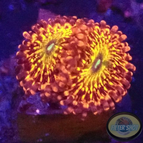 Krustenanemonen „Krakatoa God“ AD Special