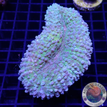 Lobophyllia spp. „Posh“ WYSIWYG „AD Special“