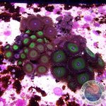 Krustenanemonen „Special Selection“ WYSIWYG „AD Special“