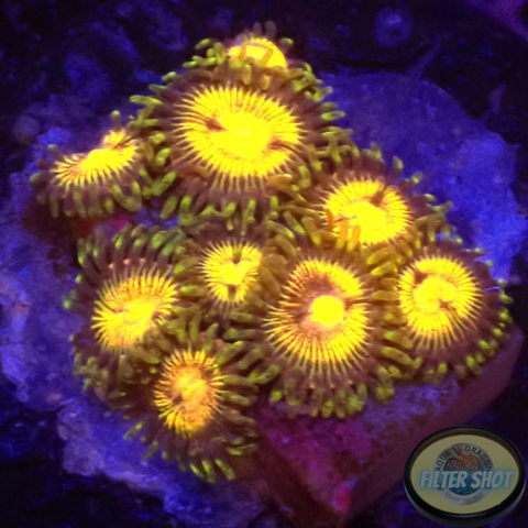 Krustenanemonen „Angelles Rouge“