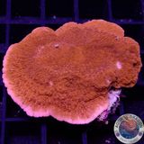 Montipora spp. „Bloody Leaf“