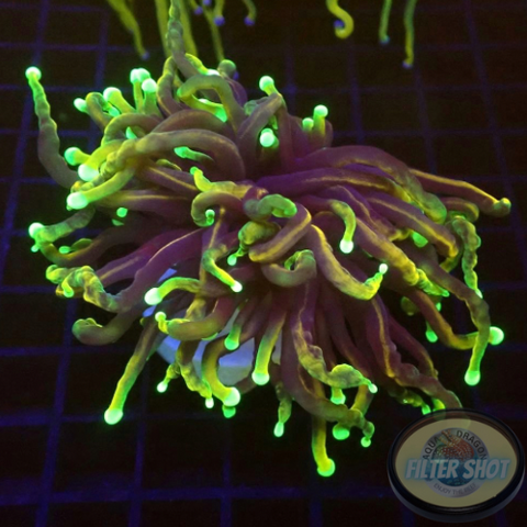 Euphyllia glabrescens 🐉 “Dragon Soul”