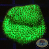 Porites spp. „GG“ WYSIWYG