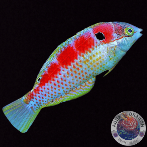 Macropharyngodon vivienae „Madagaskar Leopard Lippfisch“