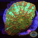 Discosoma spp. „Dotty Jaw“