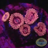 Krustenanemonen „Hot Kush“ AD Special