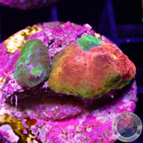 Echinophyllia spp. „Stained Glass“ WYSIWYG
