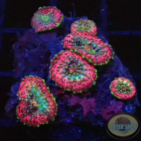 Discosoma spp. „Lava Lamp“ WYSIWYG „AD Special“