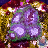Favia spp. „Maya Monkey“ WYSIWYG „AD Special“