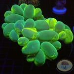 Plerogyra sinuosa „Bubble Splash“ WYSIWYG „AD Special“