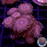 Krustenanemonen „Mixi Daisy“ WYSIWYG