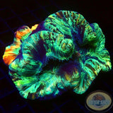 Trachyphyllia spp. „Tracy‘s Backpack“ WYSIWYG