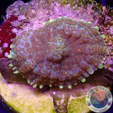 Rhodactis spp. „Constellation“ WYSIWYG