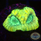 Favia spp. „Duck Mask“ WYSIWYG