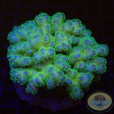Pocillopora damicornis. „Yellow Birdy“ WYSIWYG