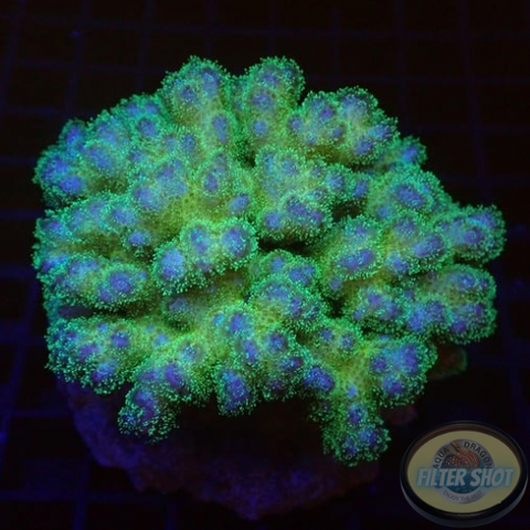 Pocillopora damicornis. „Yellow Birdy“ WYSIWYG