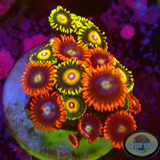 Krustenanemonen „Fire Super Saiyan“