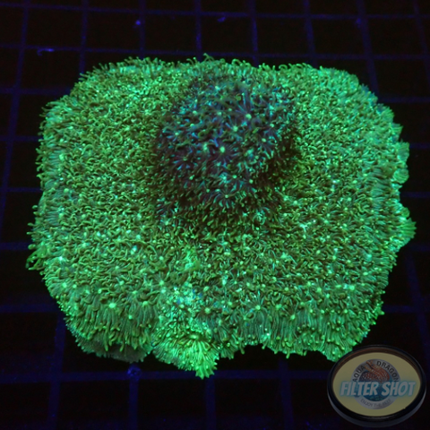 Lithopyllon spp. „Toxic“ WYSIWYG