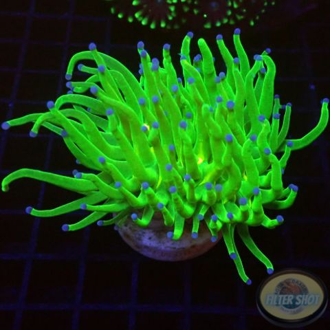 Euphyllia glabrescens „Jumbo Todd“ AD Special