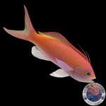 Nemanthias carberryi „Fahnenbarsch“ weiblich