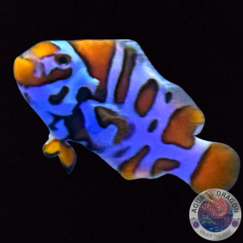 Amphiprion ocellaris „New Hybrid“ Nachzucht
