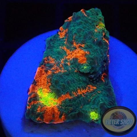 Echinophyllia aspera 🌈 “Rainbow Bugatti” WYSIWYG