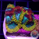Favia spp. „Yellow Submarine“ WYSIWYG