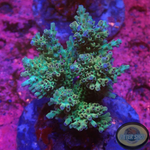 Acropora microclados „Green Berry“ WYSIWYG „AD Special“