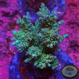 Acropora microclados „Green Berry“ WYSIWYG „AD Special“