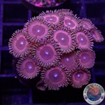 Krustenanemonen „Hallacious“ WYSIWYG