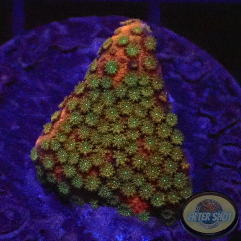 Montipora spp. „Tropicana“ WYSIWYG