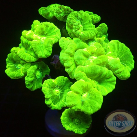 Caulastraea spp. „Kryptonite“ WYSIWYG
