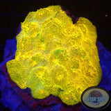 Echinophyllia spp. „Gold Rush“ WYSIWYG „AD Special“