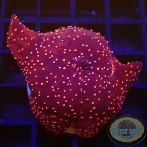 Discosoma spp. „Fire Interstellar“ AD Special